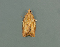 49.039 BF998 Light Brown Apple Moth Epiphyas postvittana