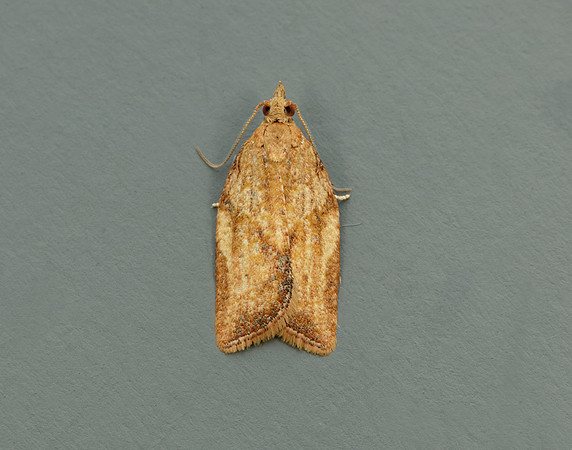 49.039 BF998 Light Brown Apple Moth Epiphyas postvittana