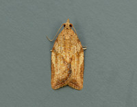 49.039 BF998 Light Brown Apple Moth Epiphyas postvittana