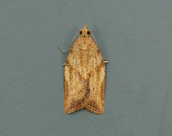 49.039 BF998 Light Brown Apple Moth Epiphyas postvittana
