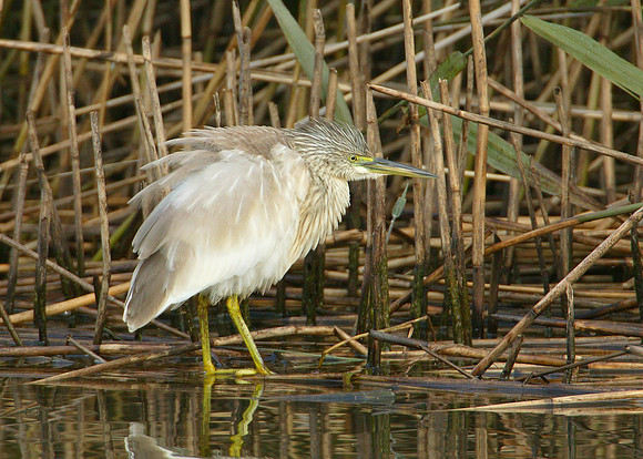 Squacco Heron Ardeola ralloides