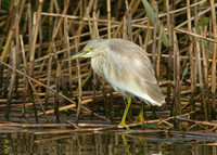 Squacco Heron Ardeola ralloides