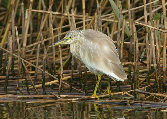 Squacco Heron Ardeola ralloides