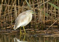 Squacco Heron Ardeola ralloides