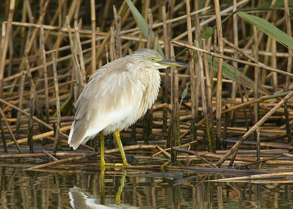 Squacco Heron Ardeola ralloides