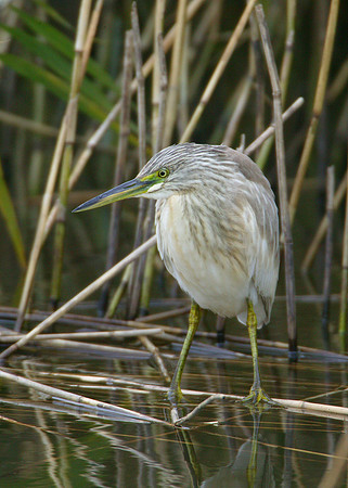 Squacco Heron Ardeola ralloides