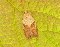 49.039 BF998 Light Brown Apple Moth Epiphyas postvittana