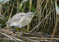 Squacco Heron Ardeola ralloides