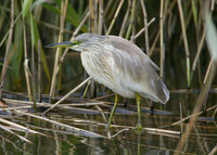 Squacco Heron Ardeola ralloides