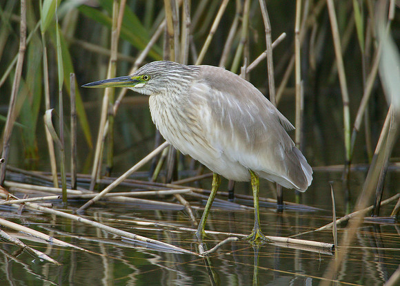 Squacco Heron Ardeola ralloides