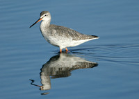 Spotted Redshank Tringa erythropus