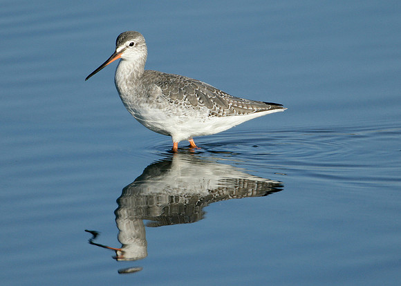 Spotted Redshank Tringa erythropus