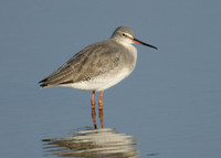 Spotted Redshank Tringa erythropus