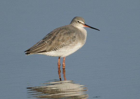 Spotted Redshank Tringa erythropus