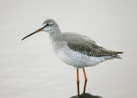 Spotted Redshank Tringa erythropus