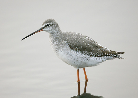 Spotted Redshank Tringa erythropus
