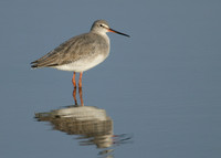 Spotted Redshank Tringa erythropus