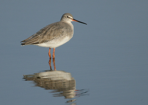 Spotted Redshank Tringa erythropus