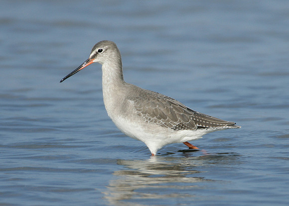 Spotted Redshank Tringa erythropus