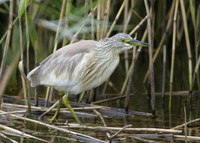 Squacco Heron Ardeola ralloides
