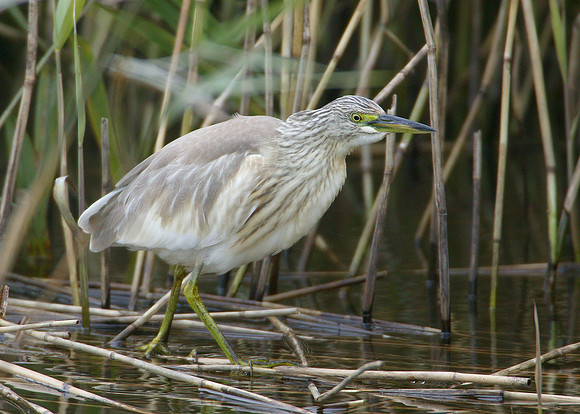 Squacco Heron Ardeola ralloides