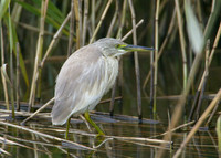 Squacco Heron Ardeola ralloides