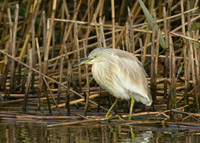 Squacco Heron Ardeola ralloides