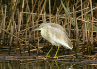 Squacco Heron Ardeola ralloides