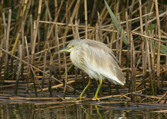 Squacco Heron Ardeola ralloides
