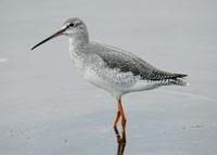 Spotted Redshank Tringa erythropus