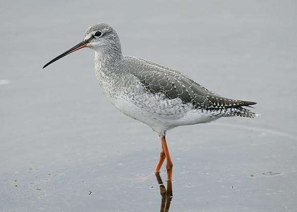 Spotted Redshank Tringa erythropus