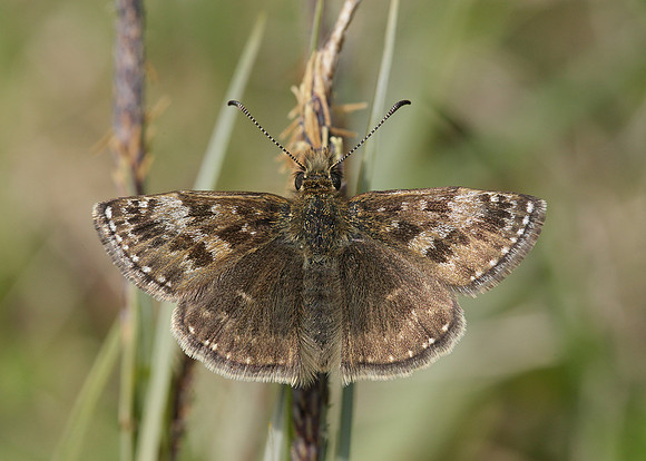 Dingy Skipper Erynnis tages