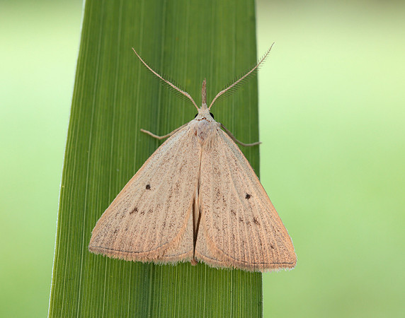 72.052 BF2493 Dotted Fan-foot Macrochilo cribrumalis