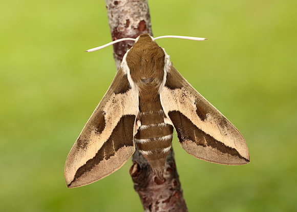 69.013 BF1986 Spurge Hawk-moth Hyles euphorbiae