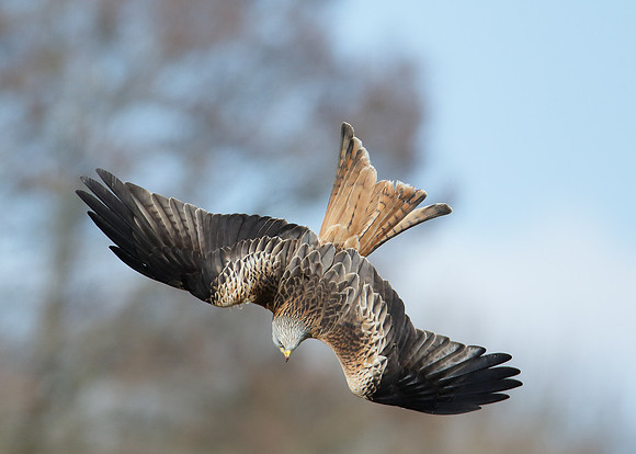 Red Kite Milvus milvus