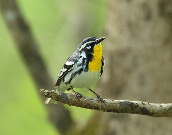 Yellow-throated Warbler  Setophaga dominica