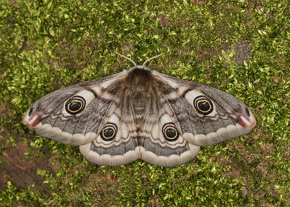 68.001BF 1643 Emperor Moth Saturnia pavonia