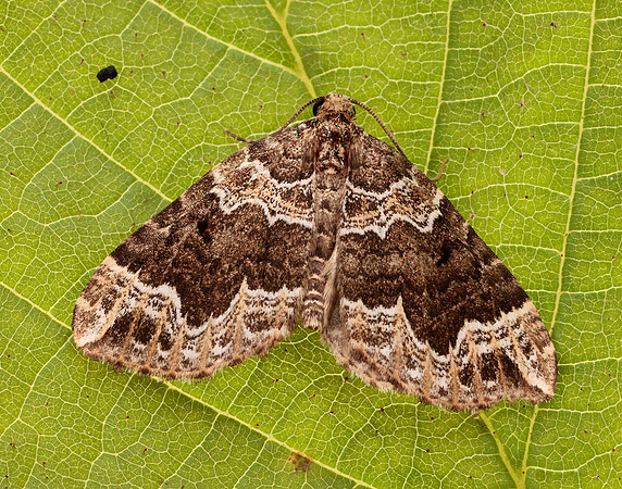 70.104 BF1751 Devon Carpet Lampropteryx otregiata