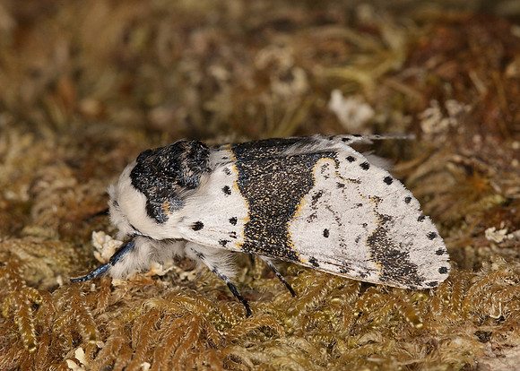 71.006 BF1996 Alder Kitten Furcula bicuspis