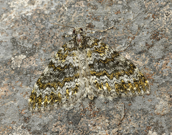 70.071 BF1743 Yellow-ringed Carpet Entephria flavicinctata