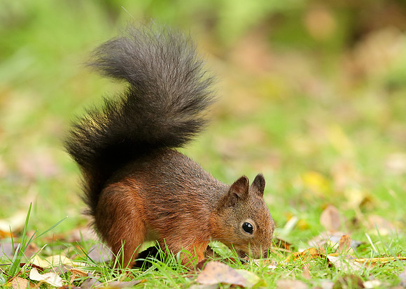 Red Squirrel Sciurus vulgaris