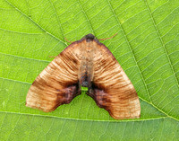 70.224 BF1904 Scorched Wing Plagodis dolabraria