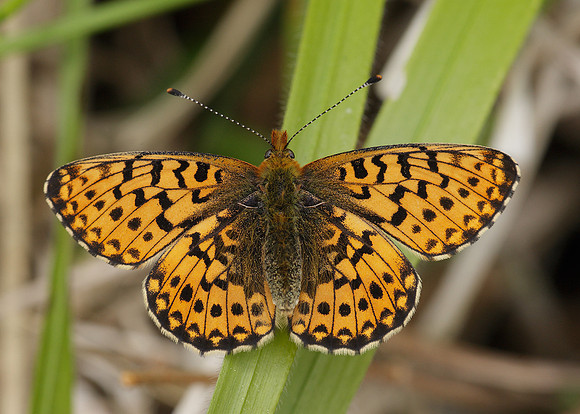 Pearl-Bordered Fritillary Boloria euphrosyne
