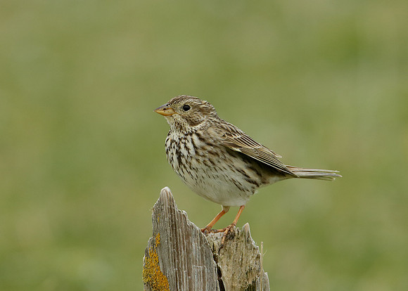 Corn Bunting Miliaria calandra