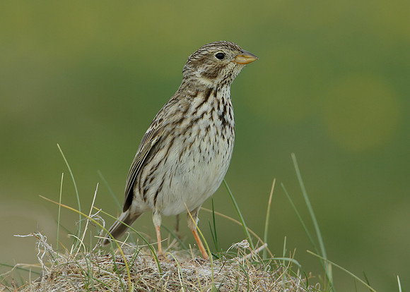 Corn Bunting Miliaria calandra