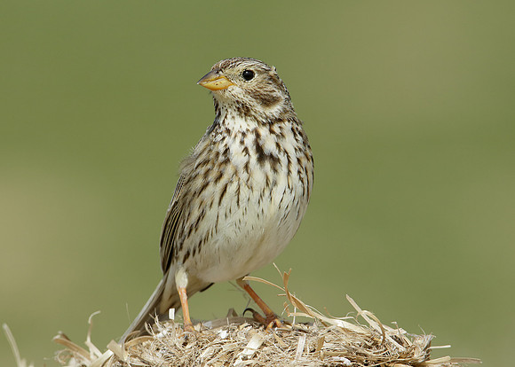 Corn Bunting Miliaria calandra
