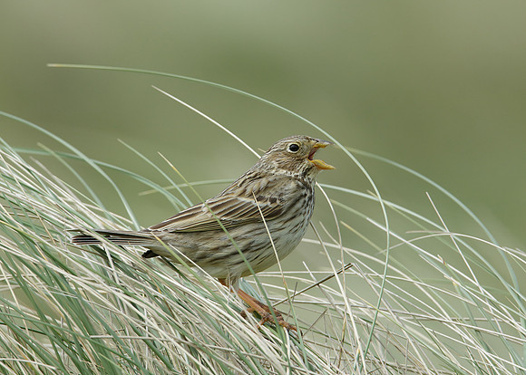 Corn Bunting Miliaria calandra