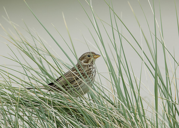 Corn Bunting Miliaria calandra