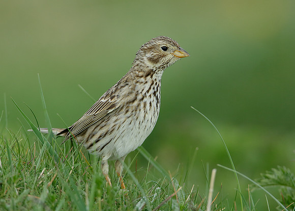 Corn Bunting Miliaria calandra