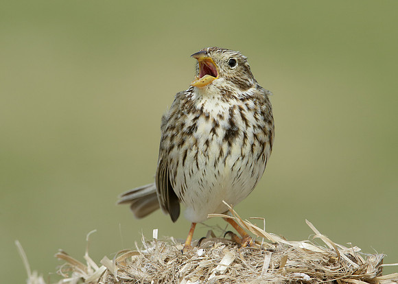 Corn Bunting Miliaria calandra